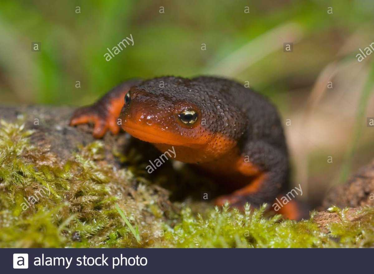 Забавные животные фото восхитительные