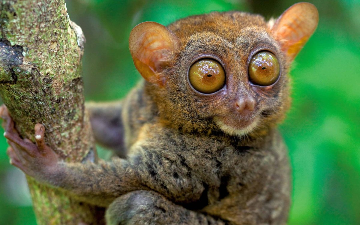 Суматранский долгопят