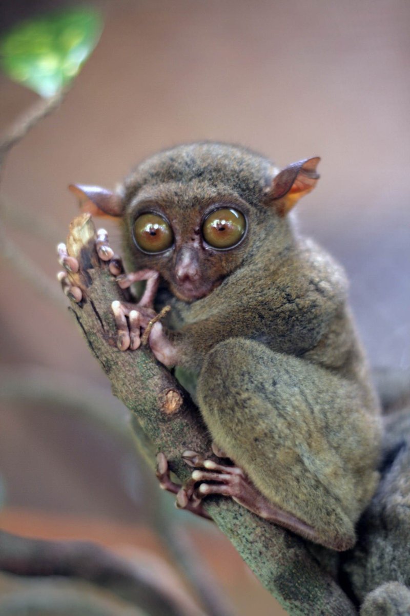 Пучебрюхий грибожуй