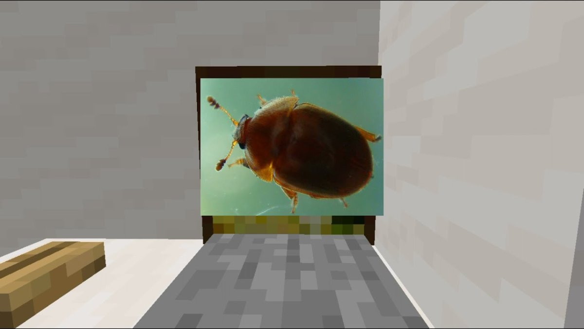 Необычные животные планеты