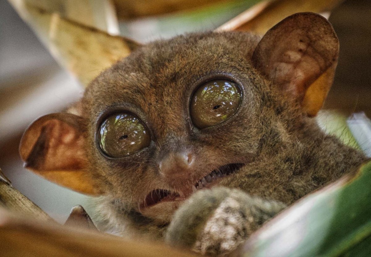 Желтобрюхий Тритон