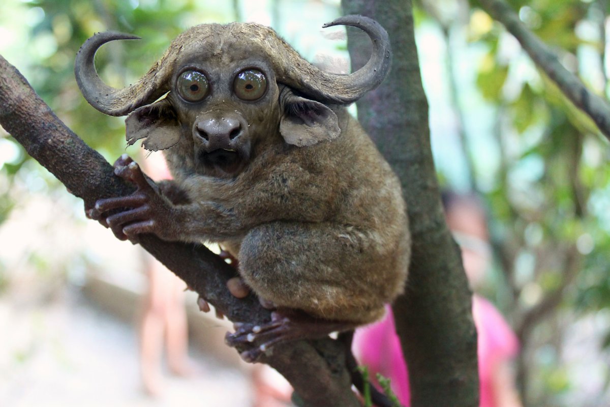 На ваших экранах Пучебрюхий грибожуй