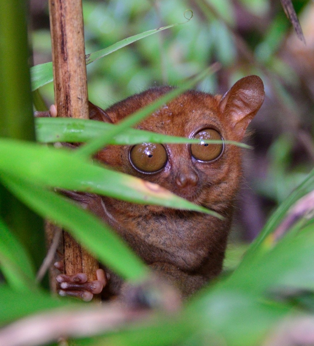 Красивые грибы