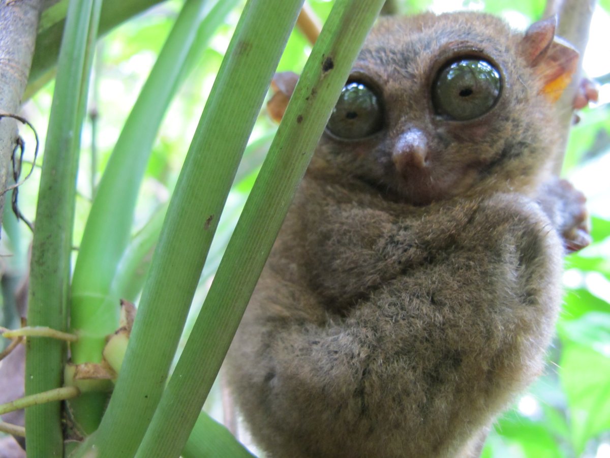 Пучебрюхий грибожуй