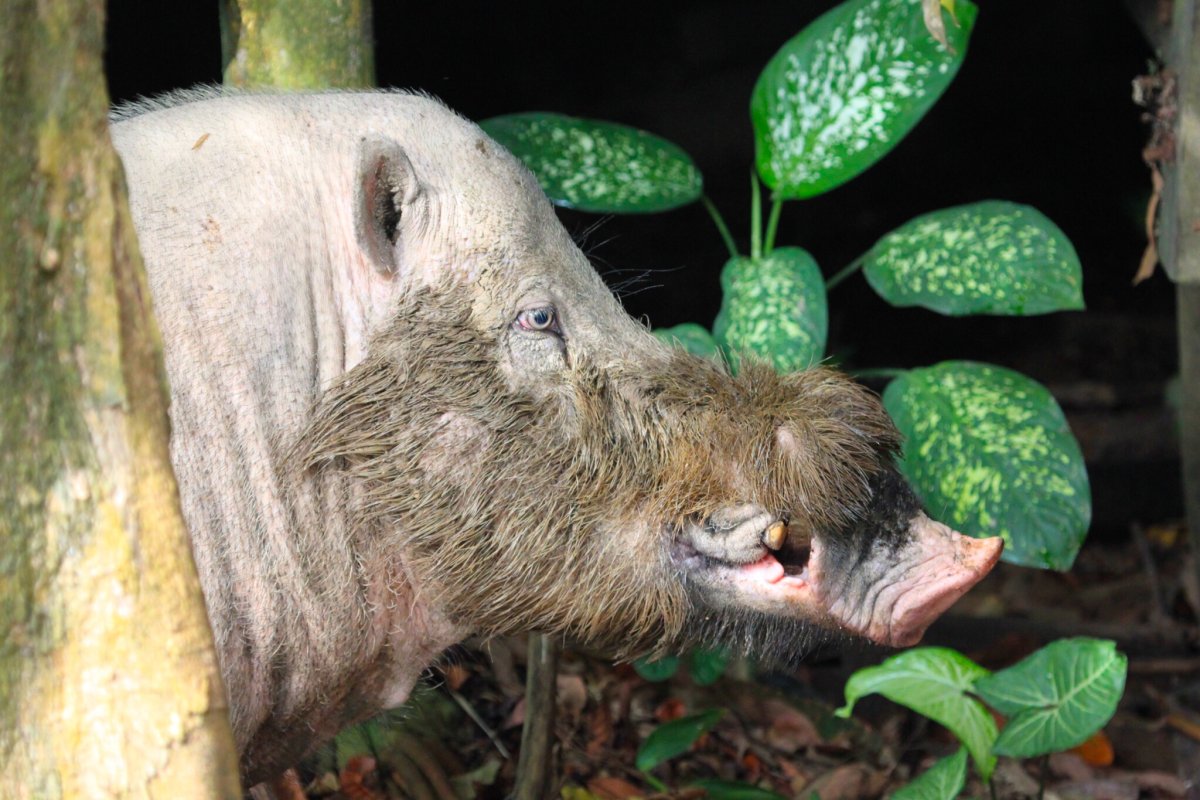 Мохнорылый грибожуй