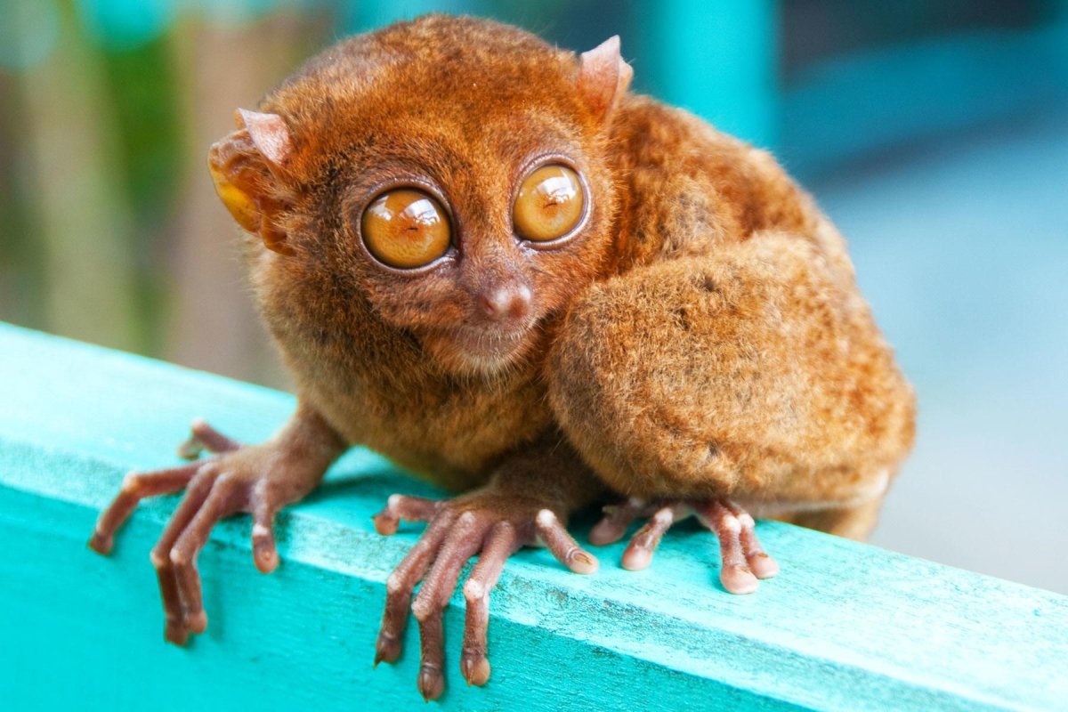 Пучеглазик Филиппины