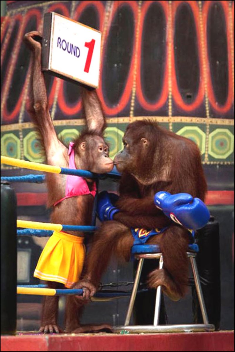 Обои на рабочий стол три обезьяны