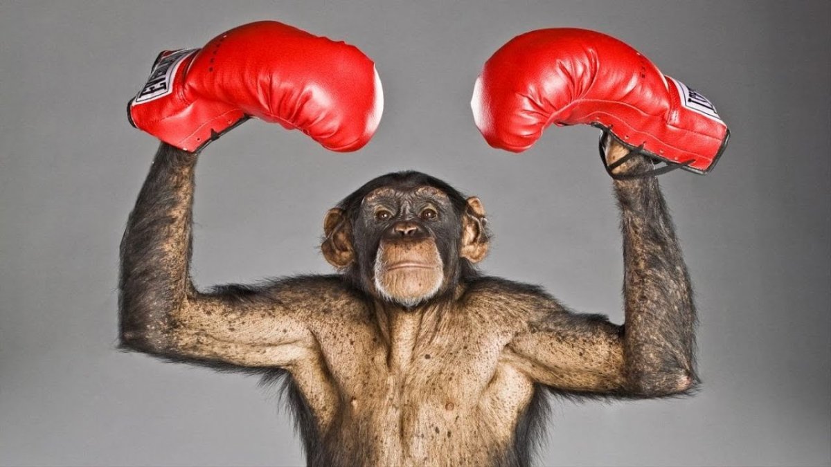 Бокс обезьян