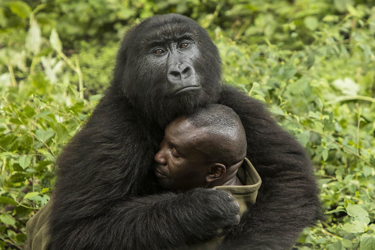 Восстание планеты обезьян фильм 2011 Цезарь