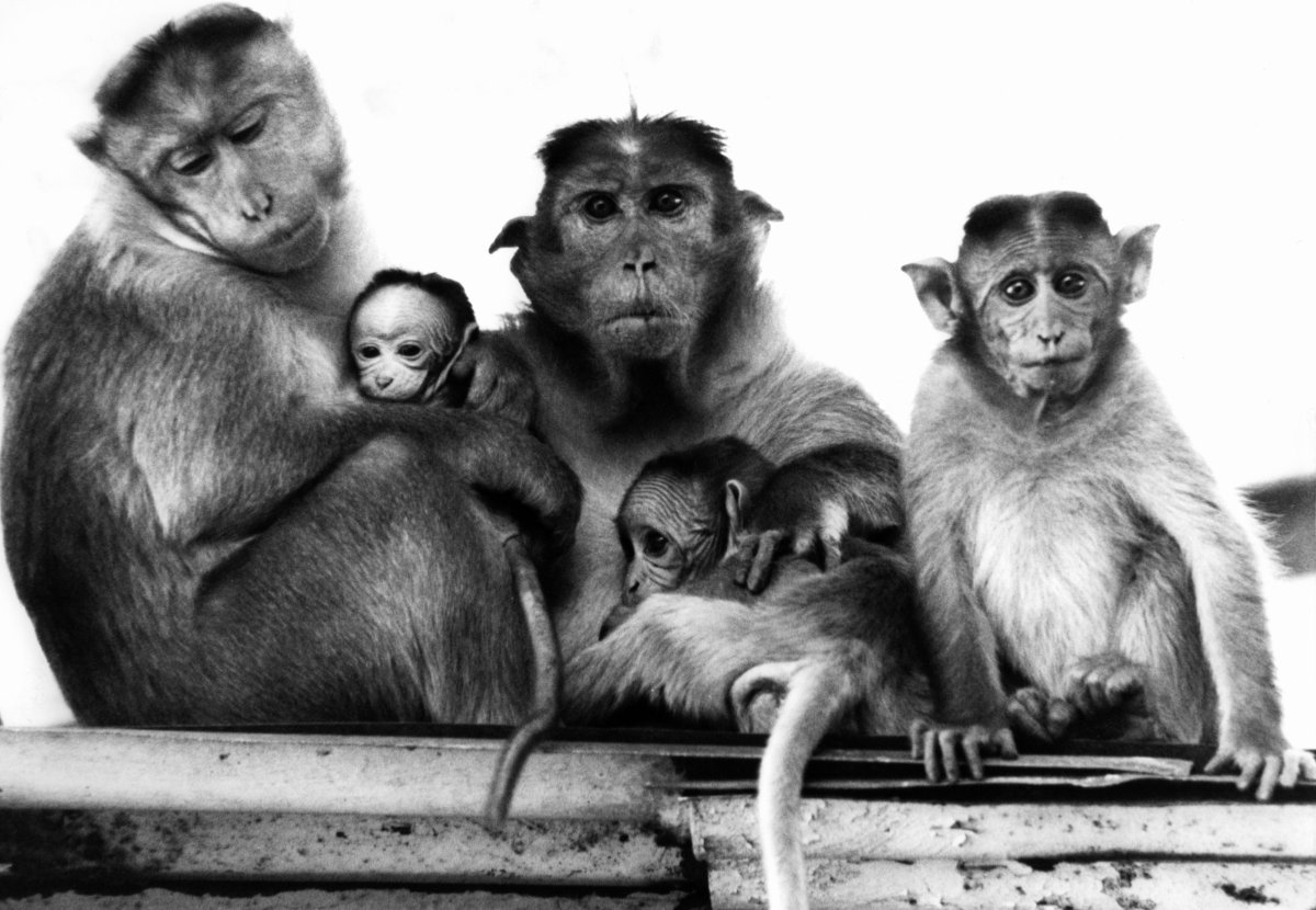 Тигр зверь Муай Тай