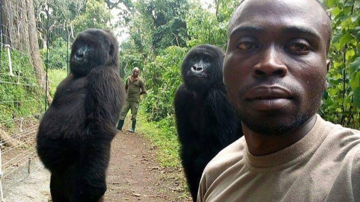 Горилла в одежде