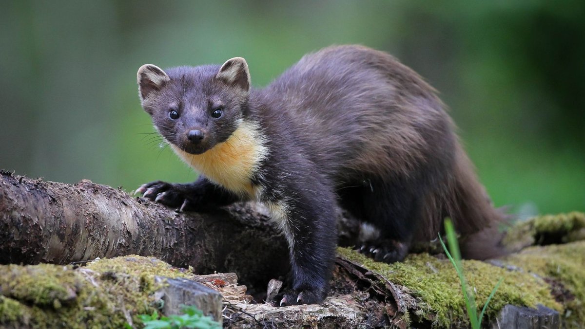 Лесная куница