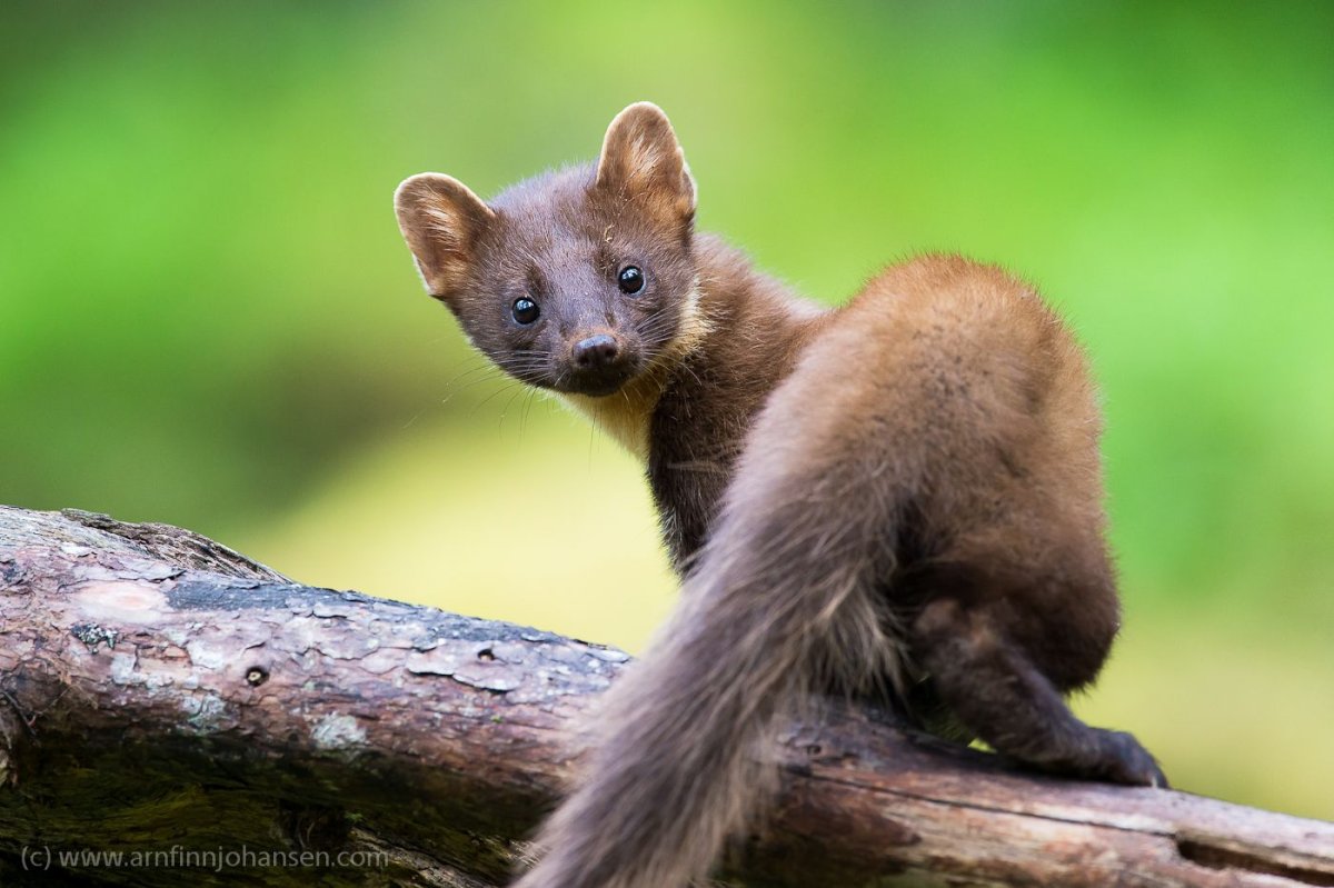 Каменная куница белодушка