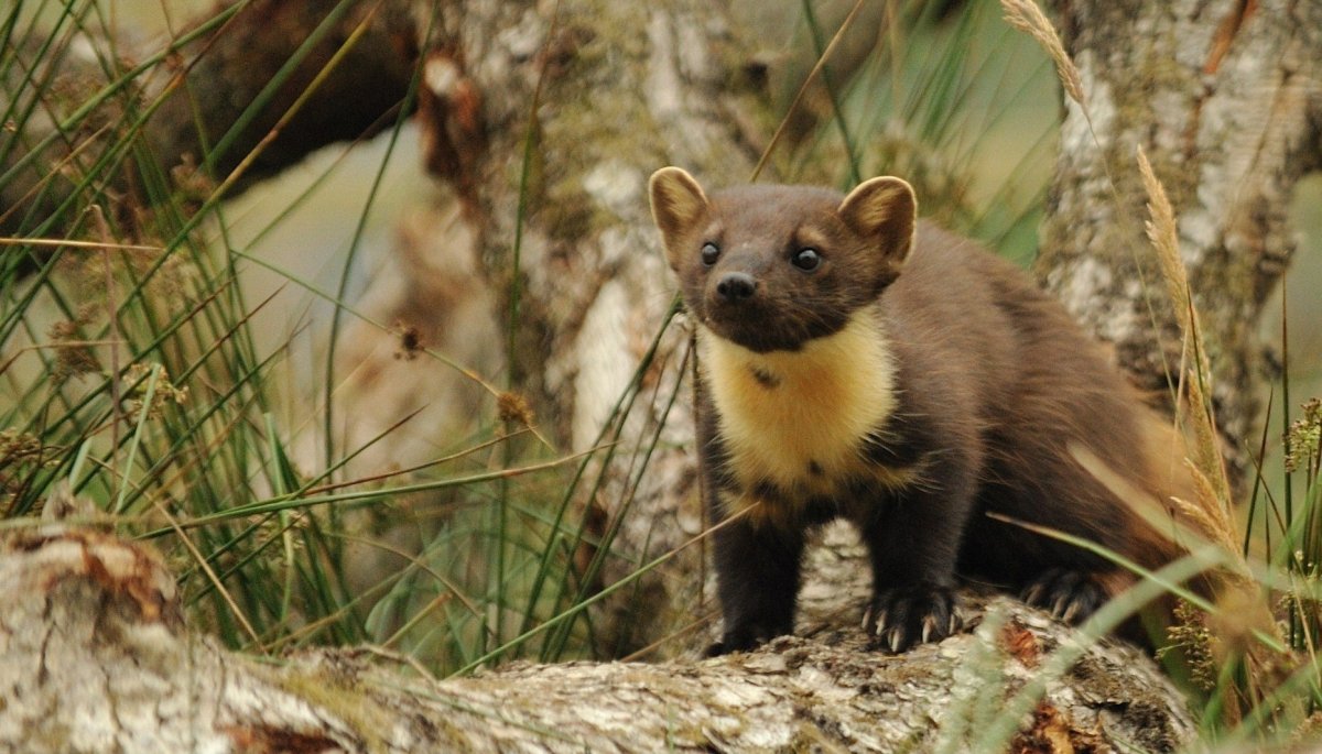 Белогрудая куница