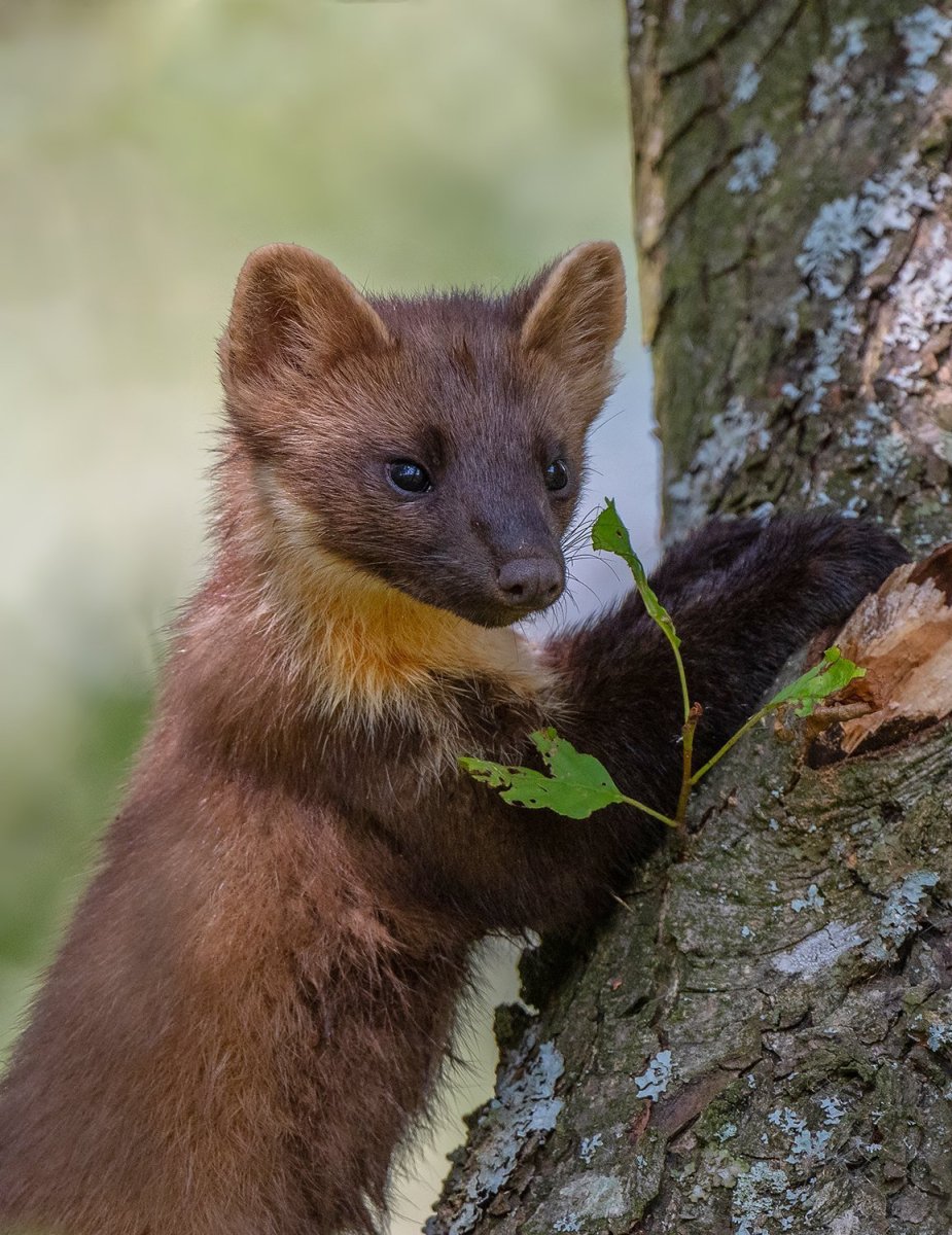 Лесная куница