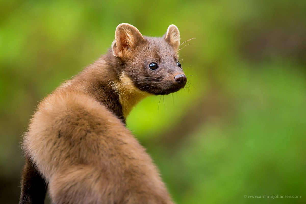 Лесная куница