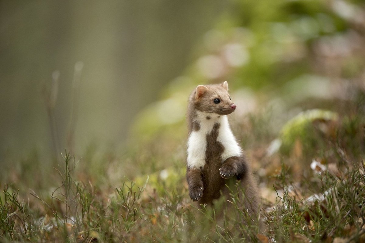 Каменная куница martes foina