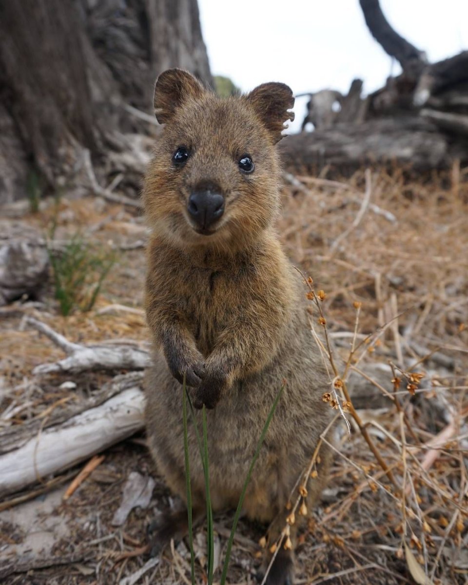Кидас животное