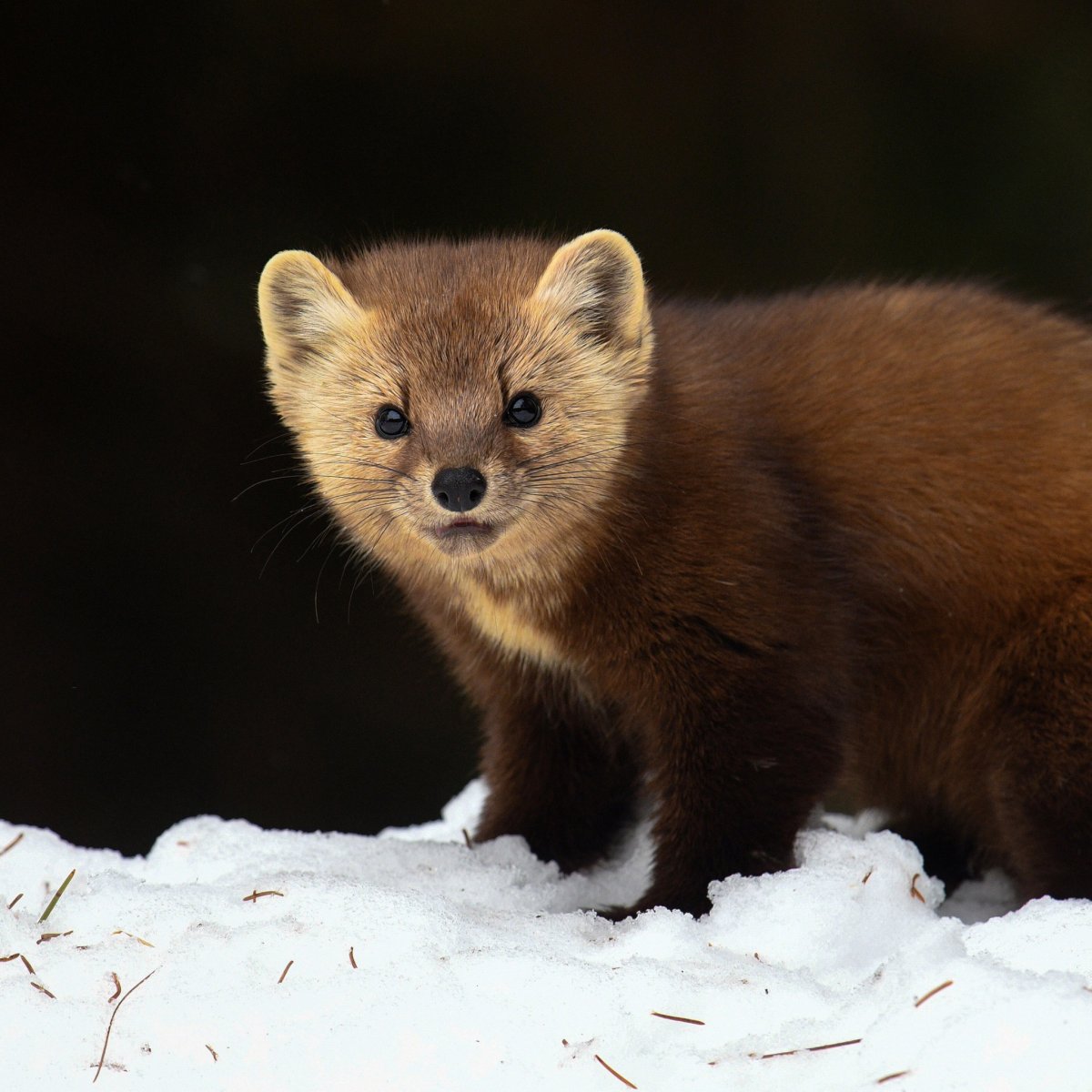 Куница Сибирская