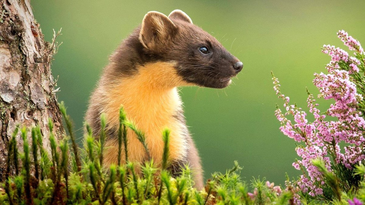 Лесная куница фото