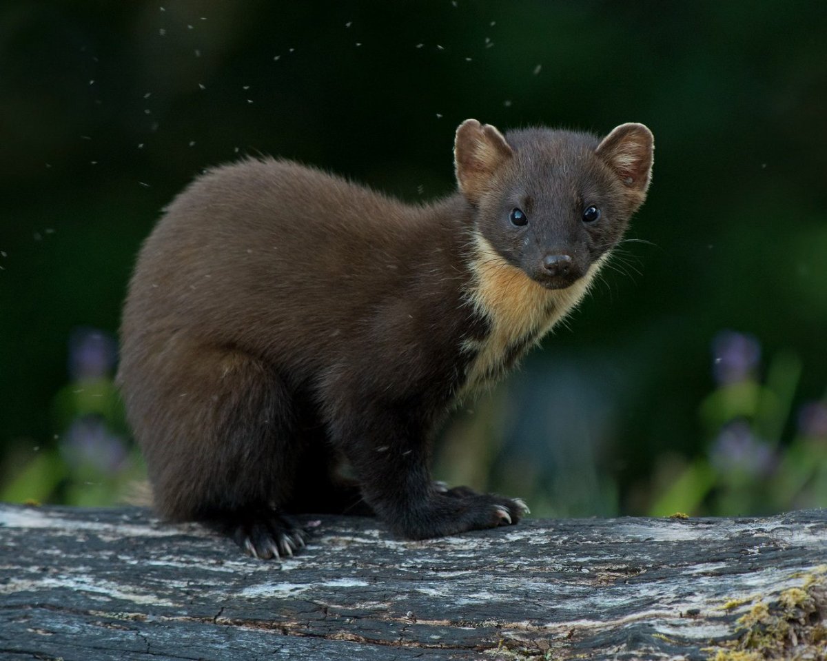 Животные Лесная куница