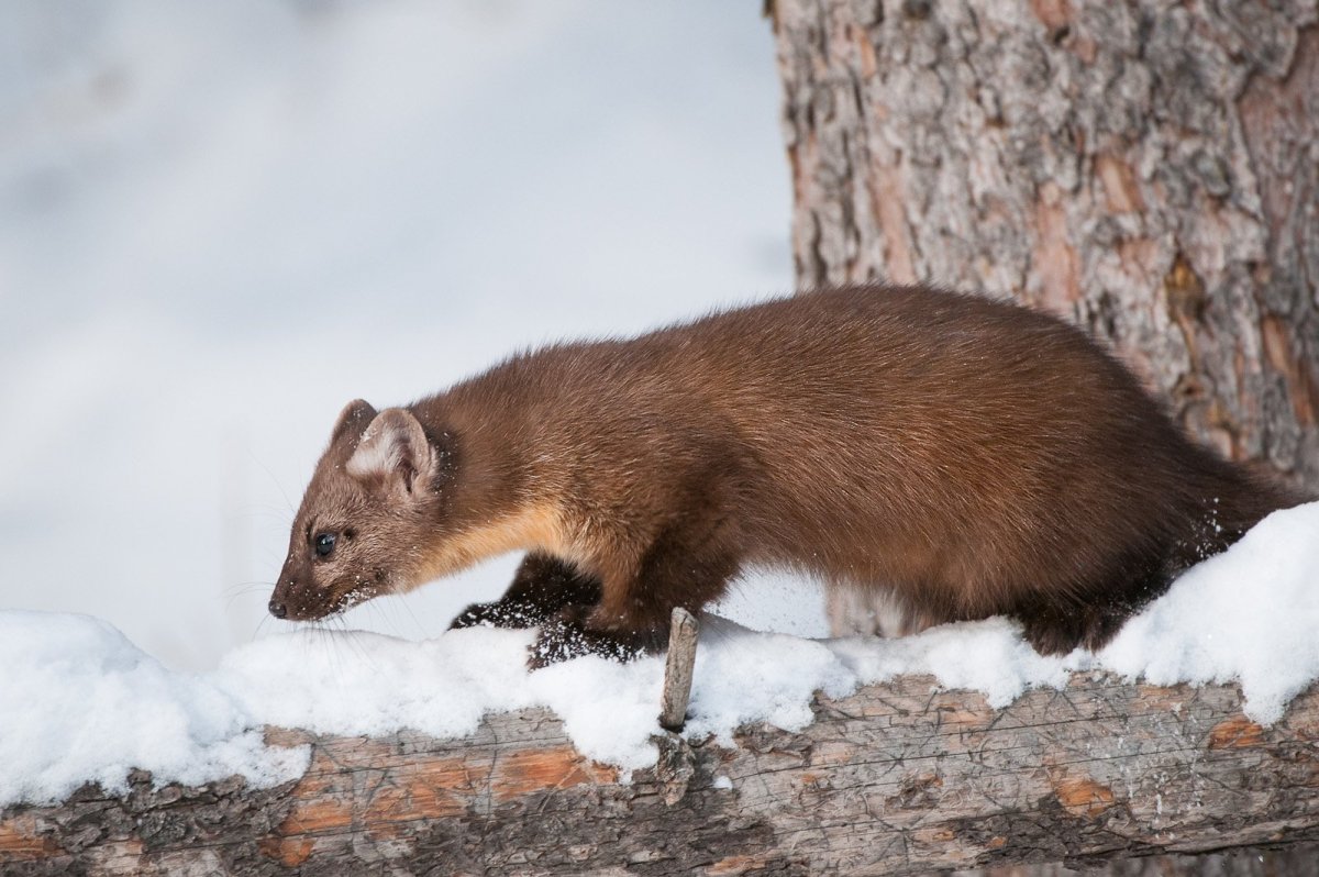 Ильменский заповедник Лесная куница