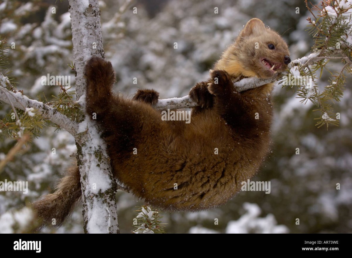 Кидас, Кидус