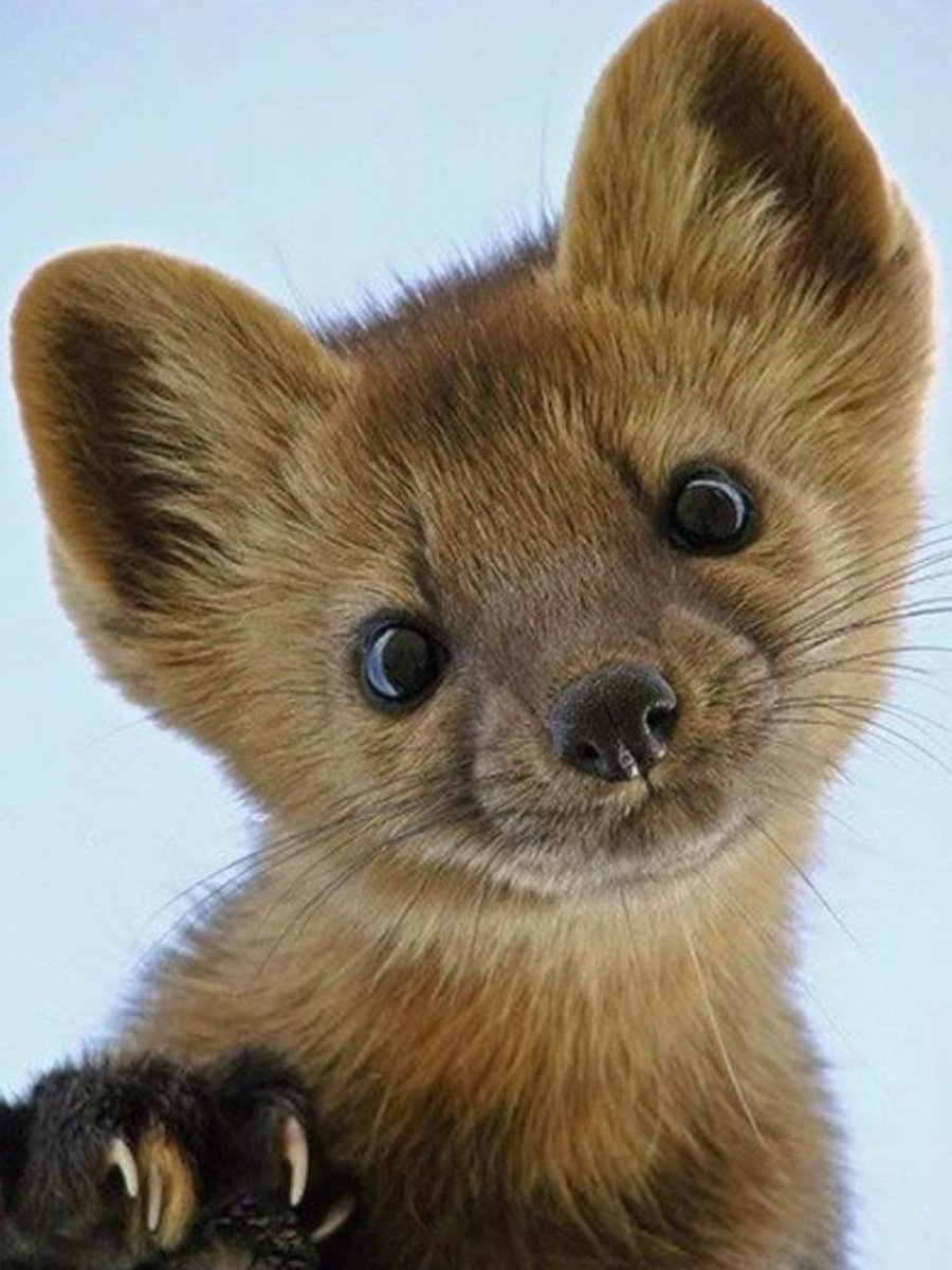 Соболь (зверек сем. Куньих)