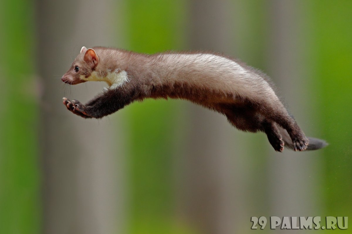 Лесная куница