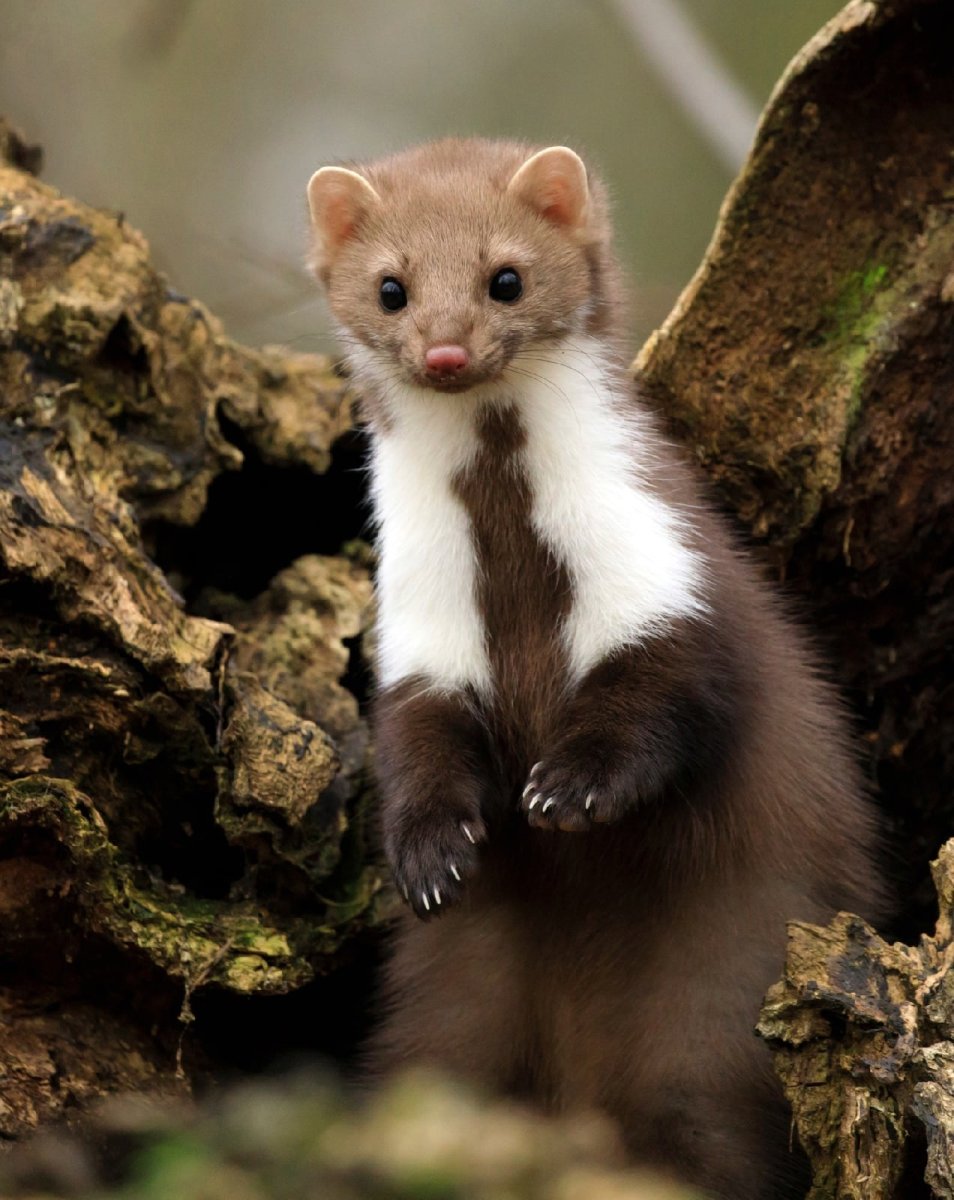 Куница на Кавказе