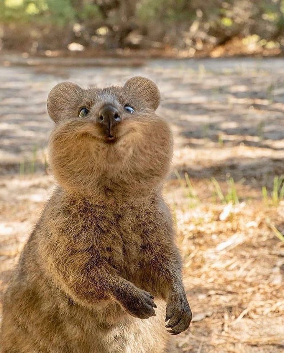 Пушной зверек куница