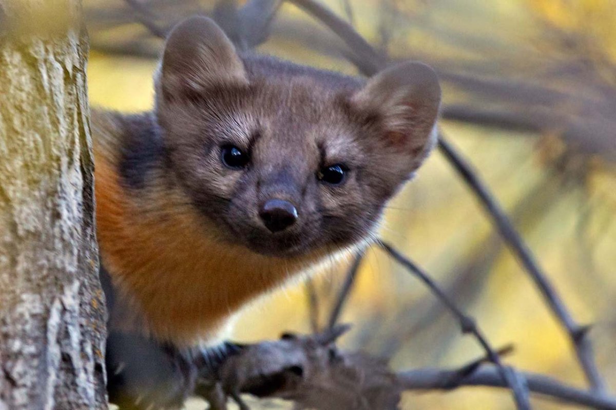 Лесная куница