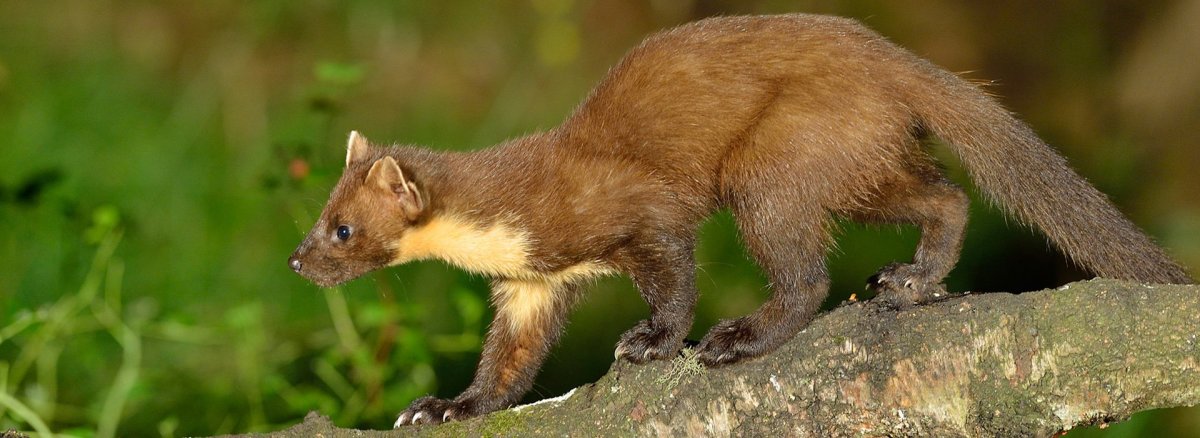 Куница в Самарской области