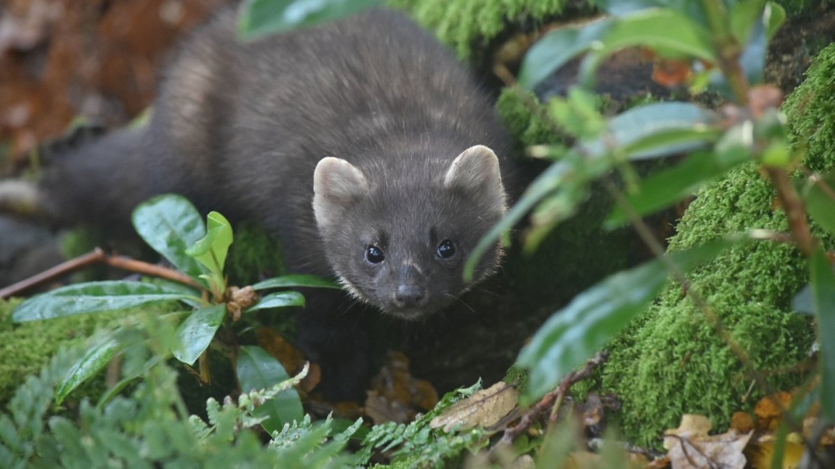 Лесная куница чёрная