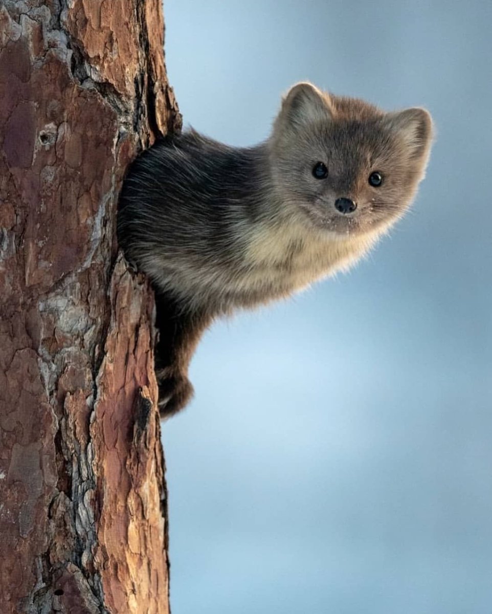 Соболь - martes zibellina