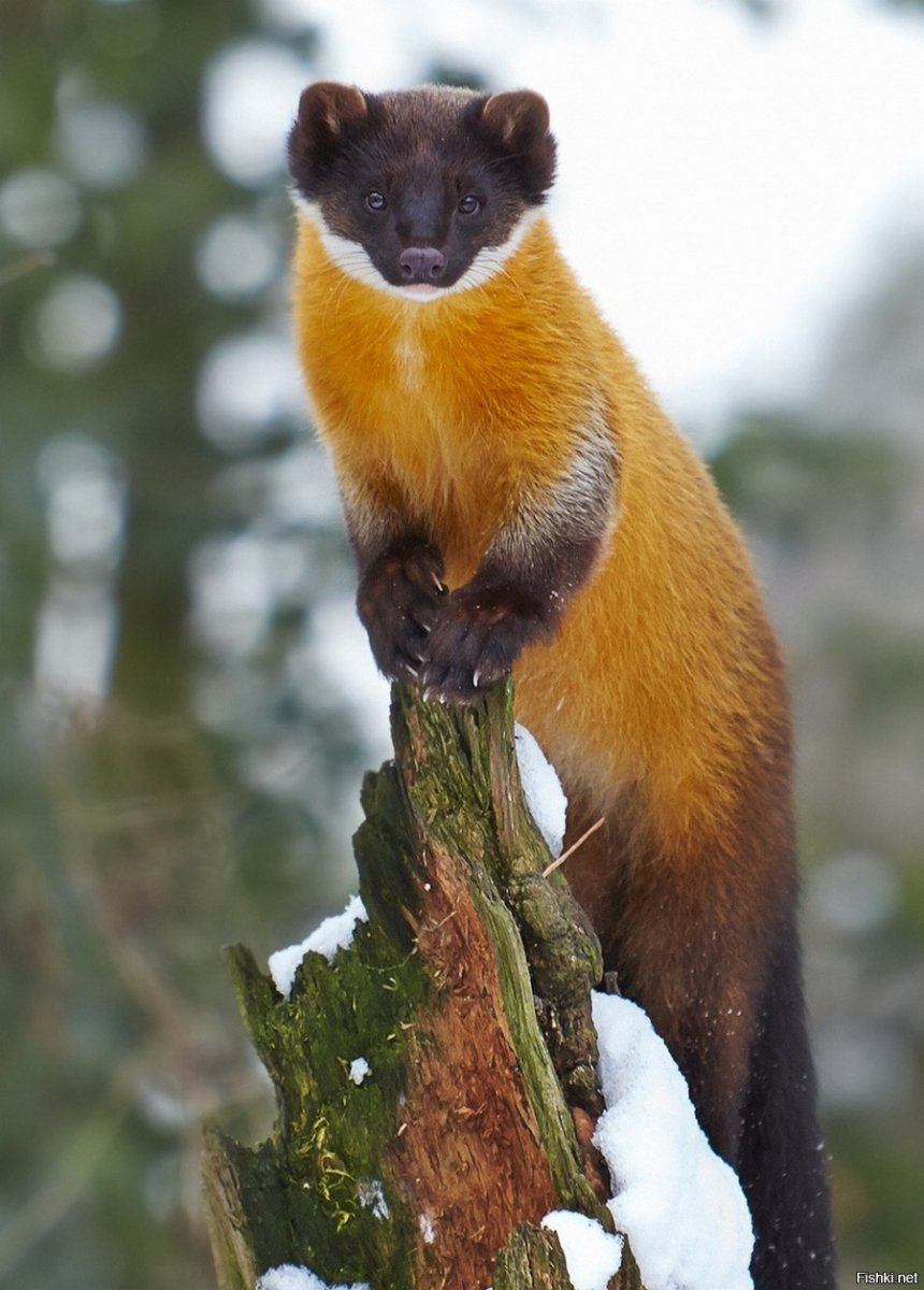 Харза Дальневосточная Уссурийская куница