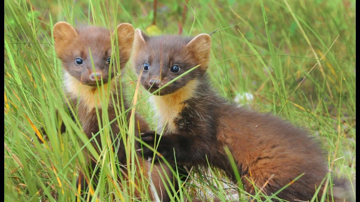 Кавказская каменная куница