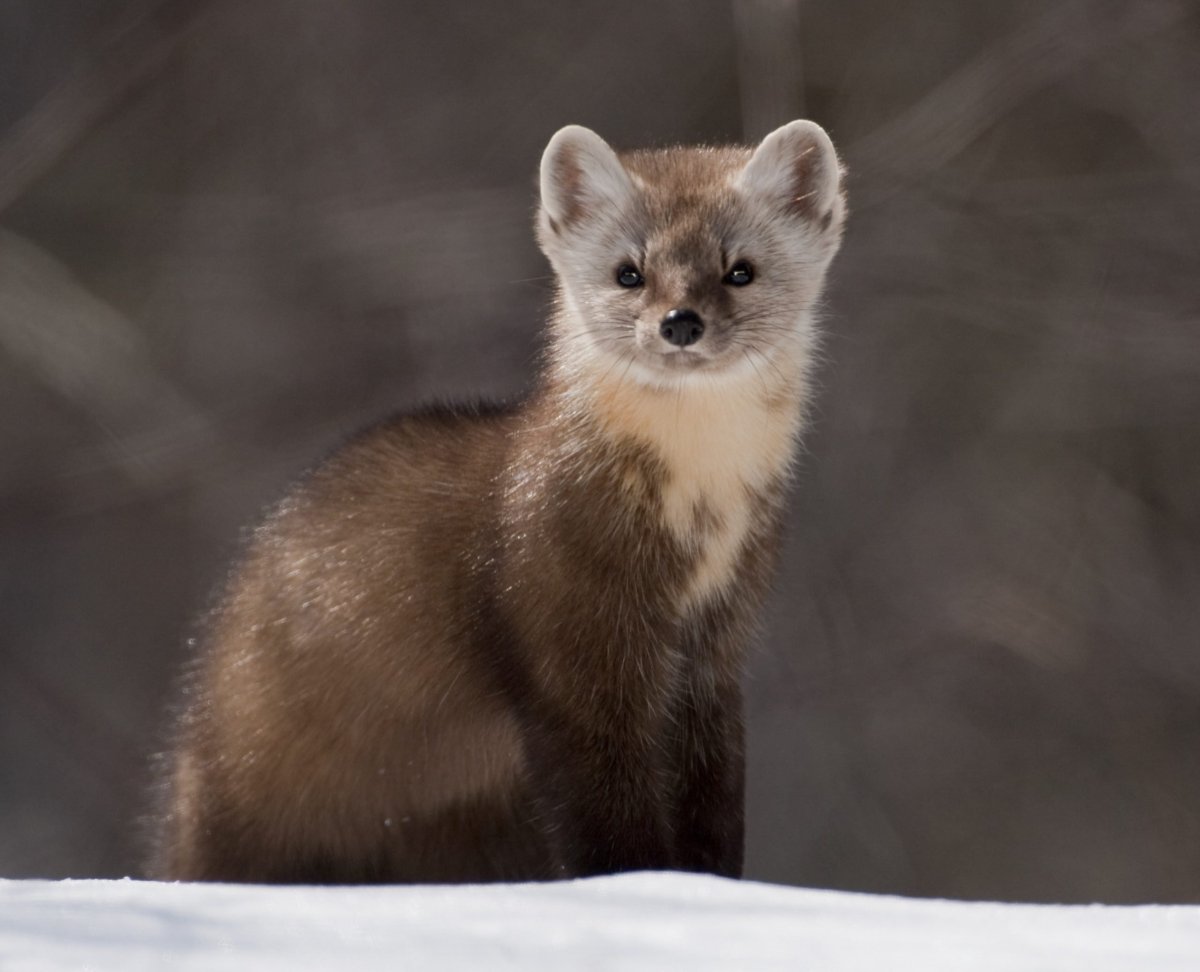 Семейство куниц