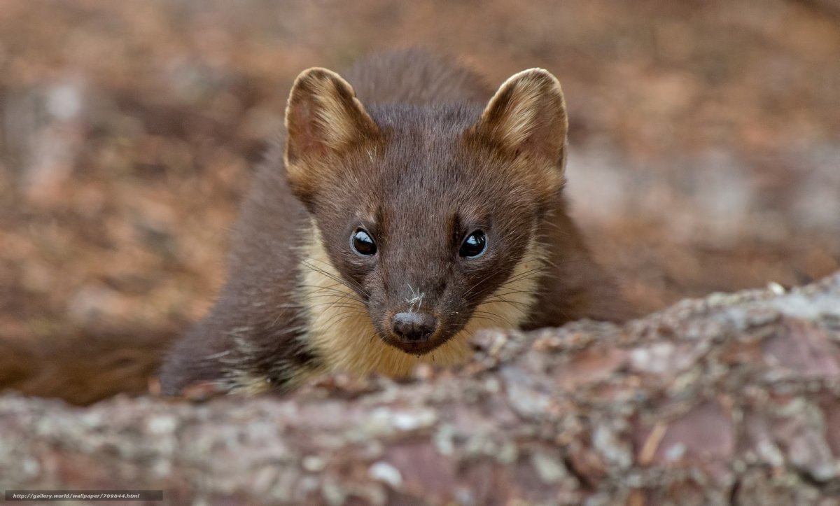 Куница Подмосковная