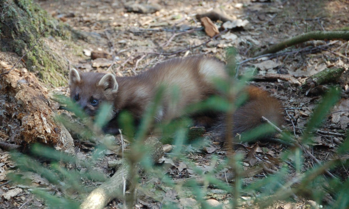 Лесная куница