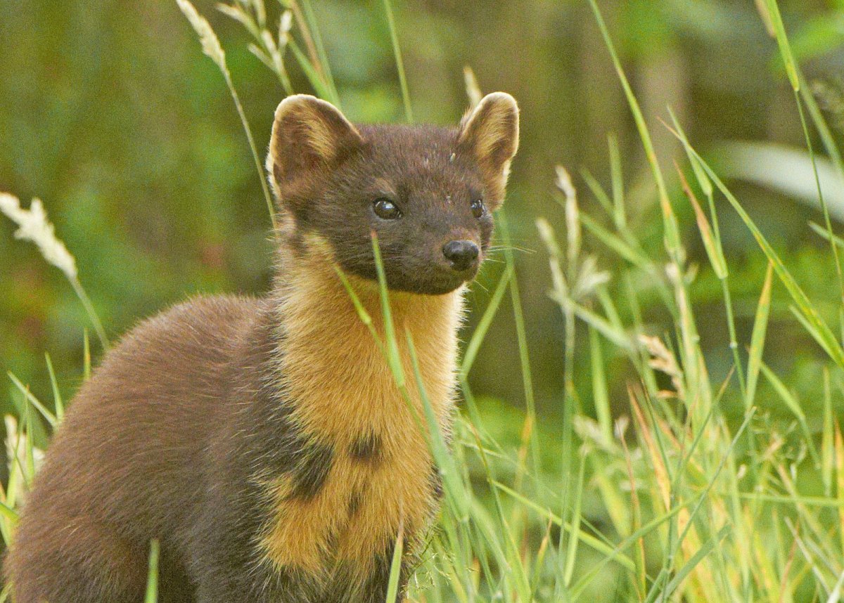 Куница желтодушка