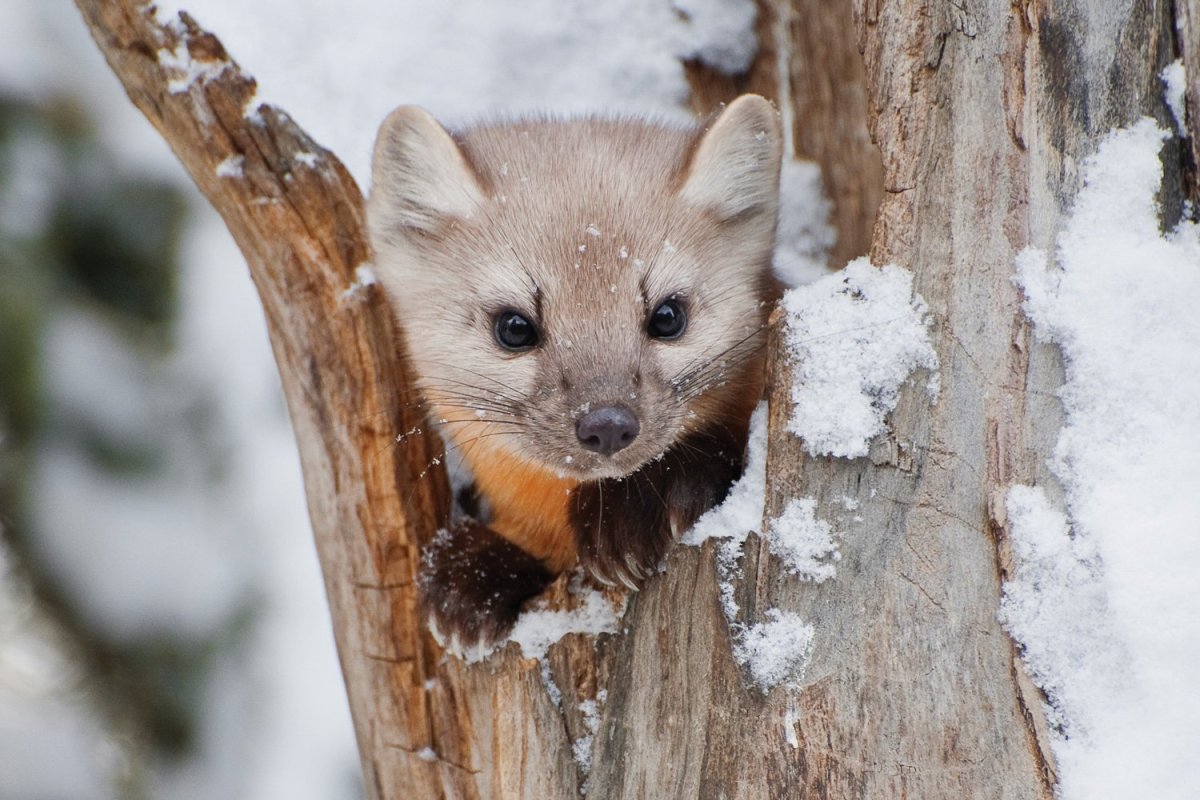 Лесная куница