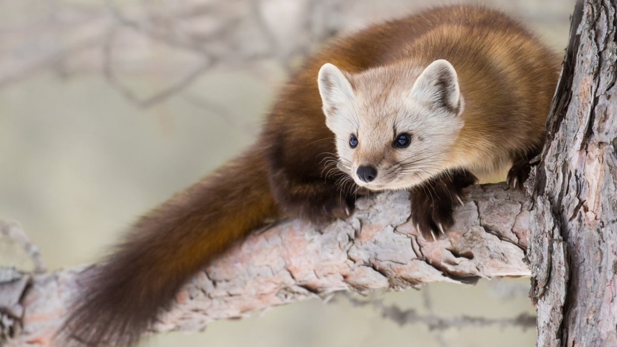 Обыкновенная куница