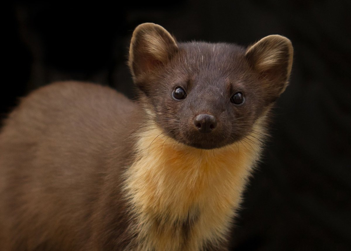 Соболь - martes zibellina