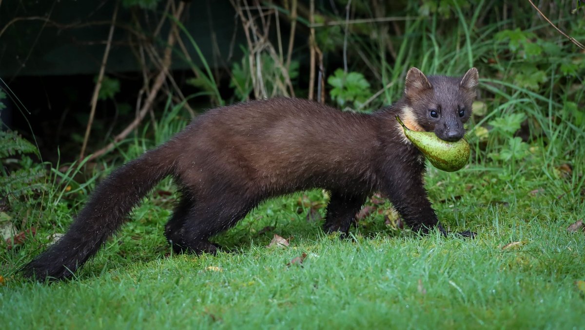 Башкирская куница
