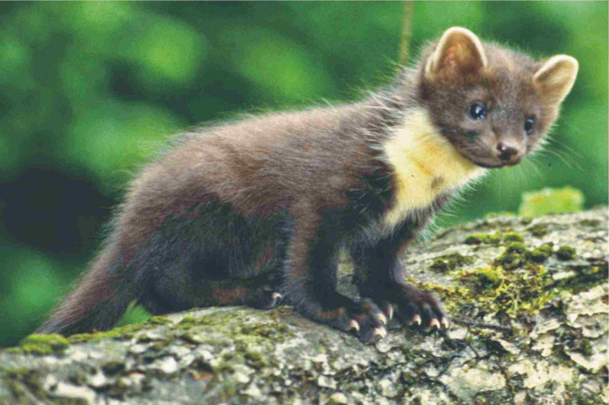 Куница белодушка