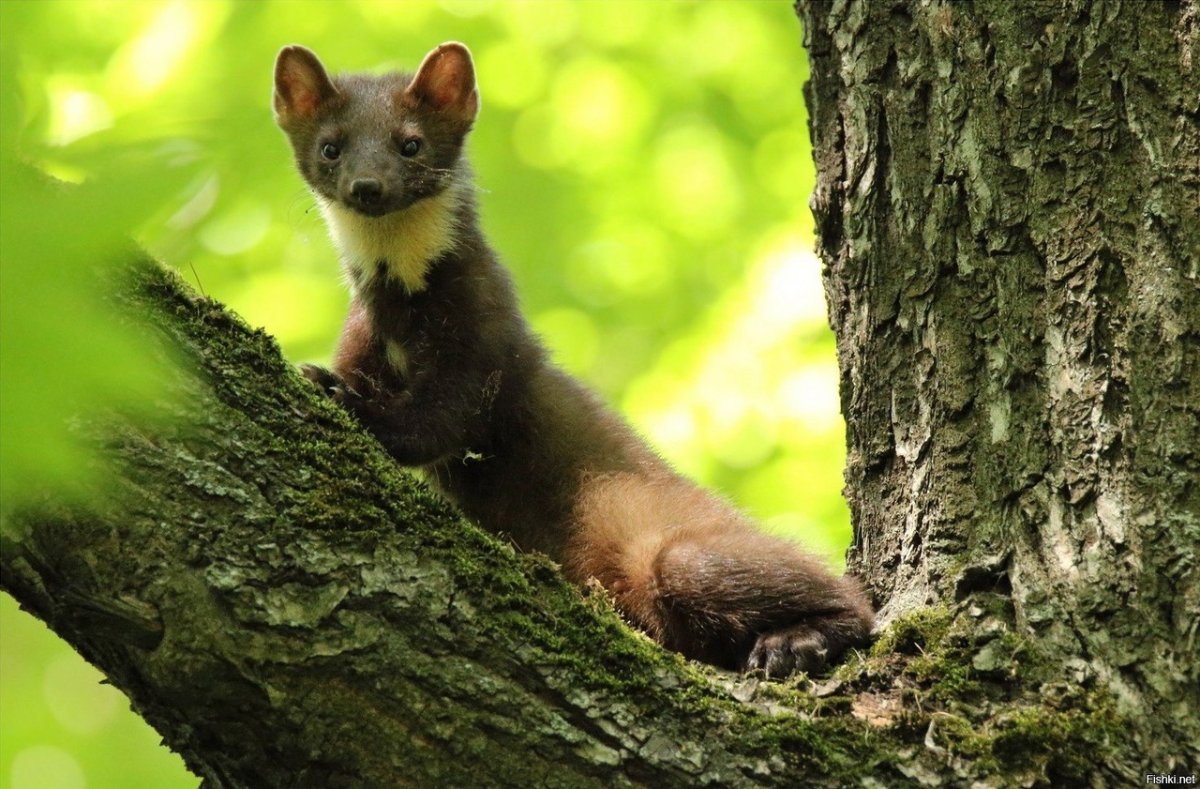 Куница Харза