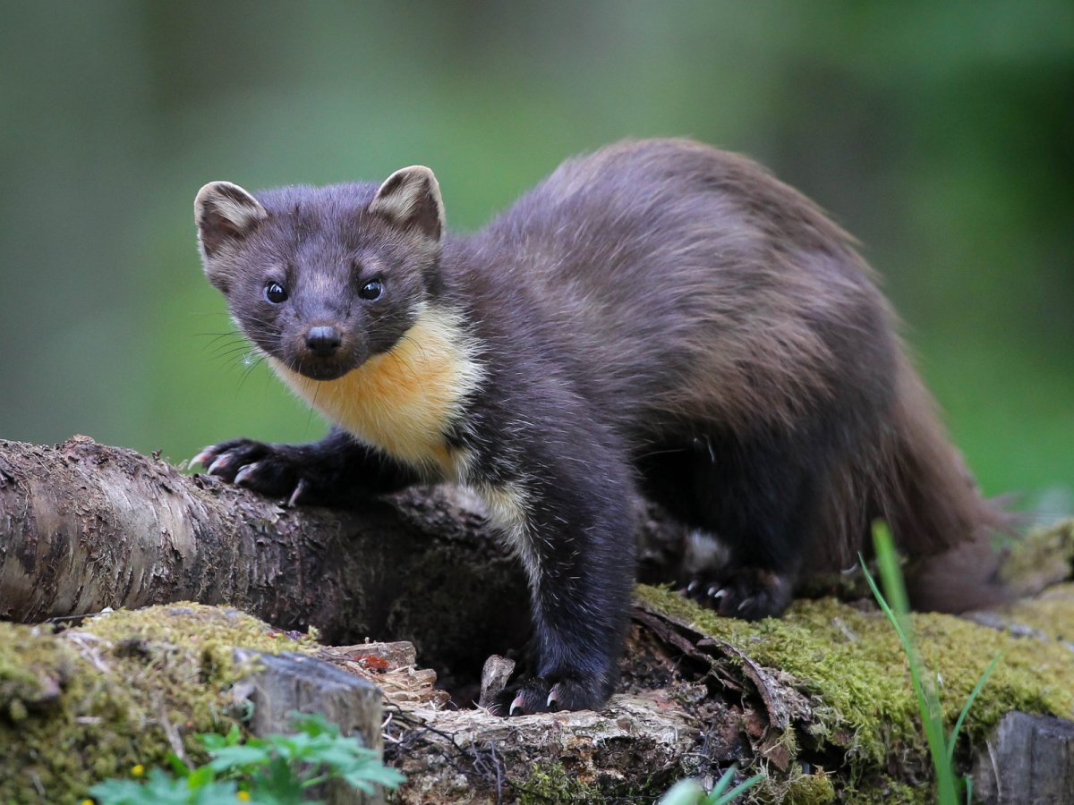 Кидус Соболь и куница
