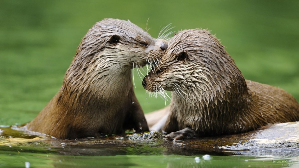 Калан Дальневосточный