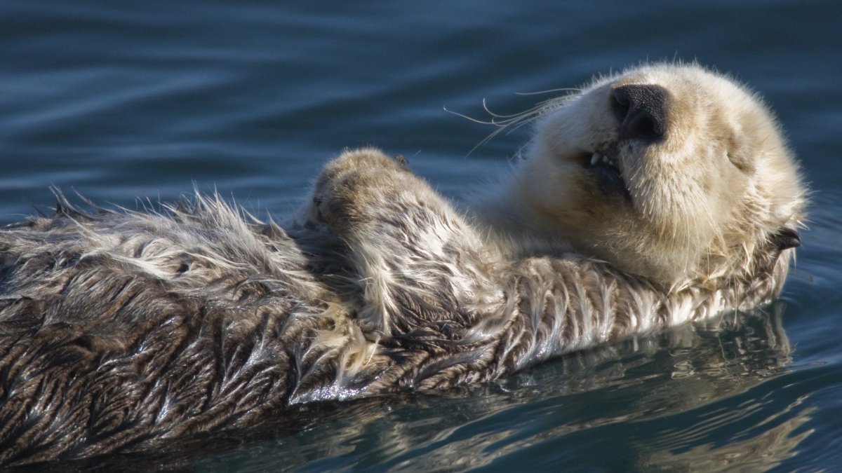 Морская выдра калан спит